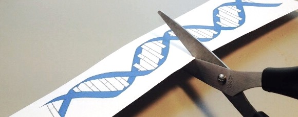 klipp-dna